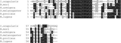 SIFamide Influences Feeding in the Chagas Disease Vector, Rhodnius prolixus